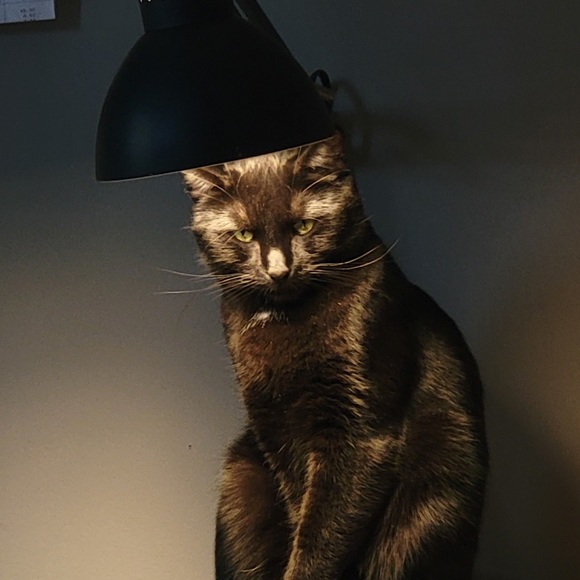 Meet your Posher, Mateo - Picture 2 of 2